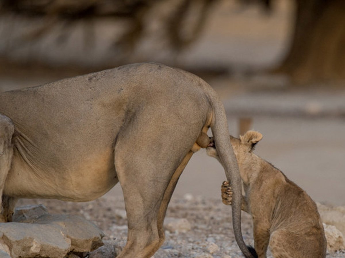 Q：コロナが蔓延してるのでどうでもいい話してくれ A：オスのライオンは身内からキンタマをやられ続けます 