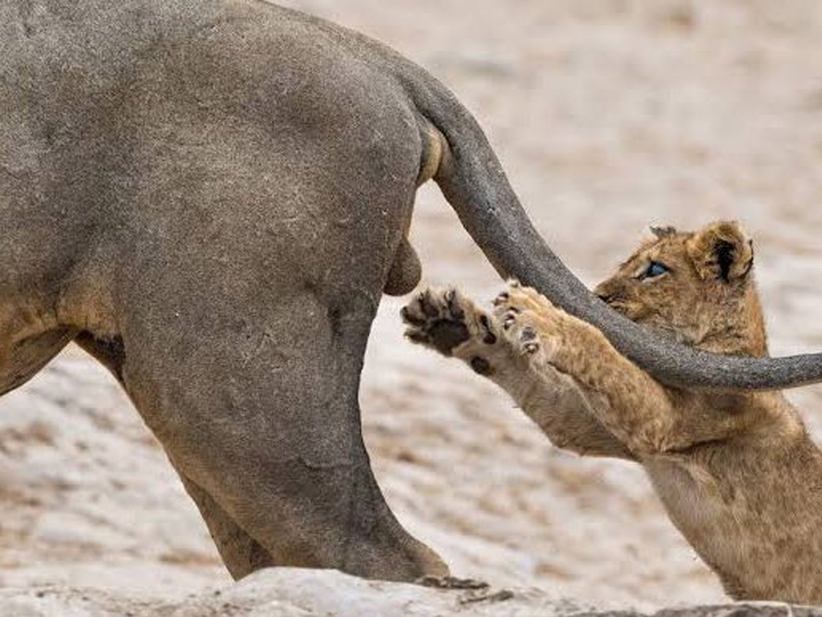 Q：コロナが蔓延してるのでどうでもいい話してくれ A：オスのライオンは身内からキンタマをやられ続けます 