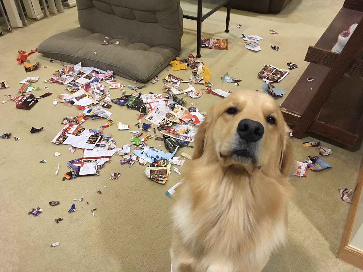 だってこのドヤ顔で待っているんだから