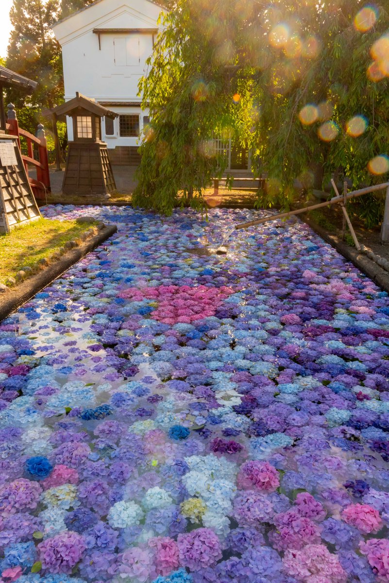 松前藩屋敷 浮き紫陽花 