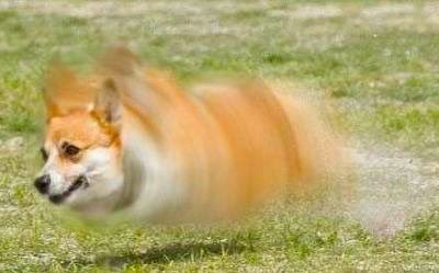 こうやって並べると、ある日突然特殊能力を得たｲｯﾇ達による、地球存亡をかけた壮大な物語が始まる予感がする 