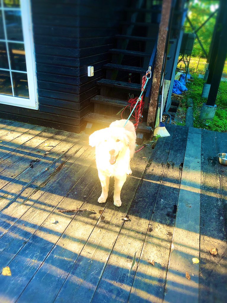 ディッパーの毛並みはサテンが混ざっているので普段から割とキラキラしてますが、夕日の光を反射しまくってキラッキラになったのが昨日の写真です👏😌✨🌻☀️ 