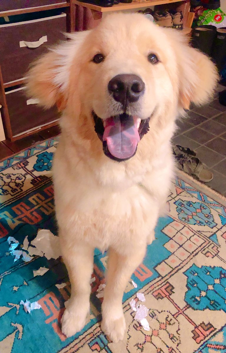 ディッパーの毛並みはサテンが混ざっているので普段から割とキラキラしてますが、夕日の光を反射しまくってキラッキラになったのが昨日の写真です👏😌✨🌻☀️ 