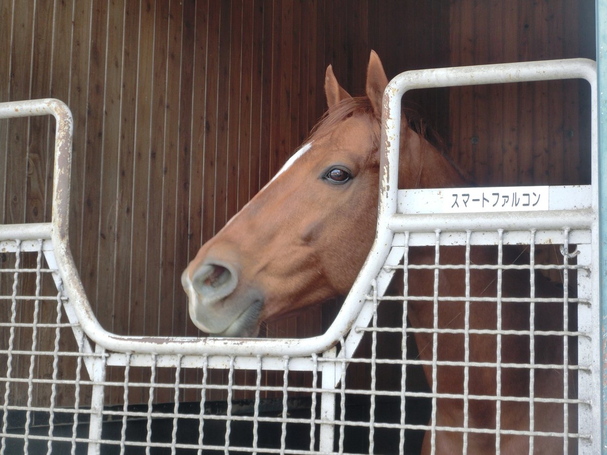   数年前に会った時にお茶目な顔を見せて出迎えてくれたので、個人的にはカワイイお馬さんという印象が強いなぁ