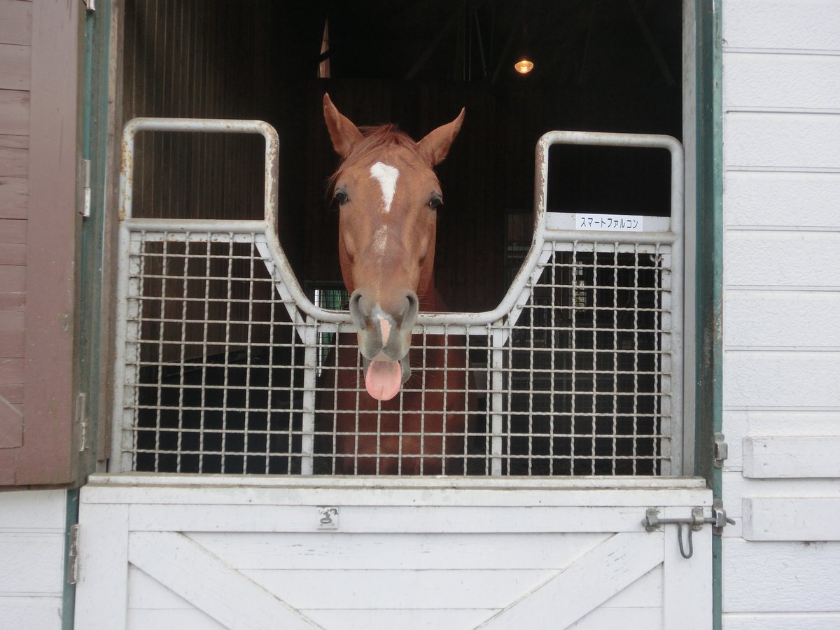   数年前に会った時にお茶目な顔を見せて出迎えてくれたので、個人的にはカワイイお馬さんという印象が強いなぁ