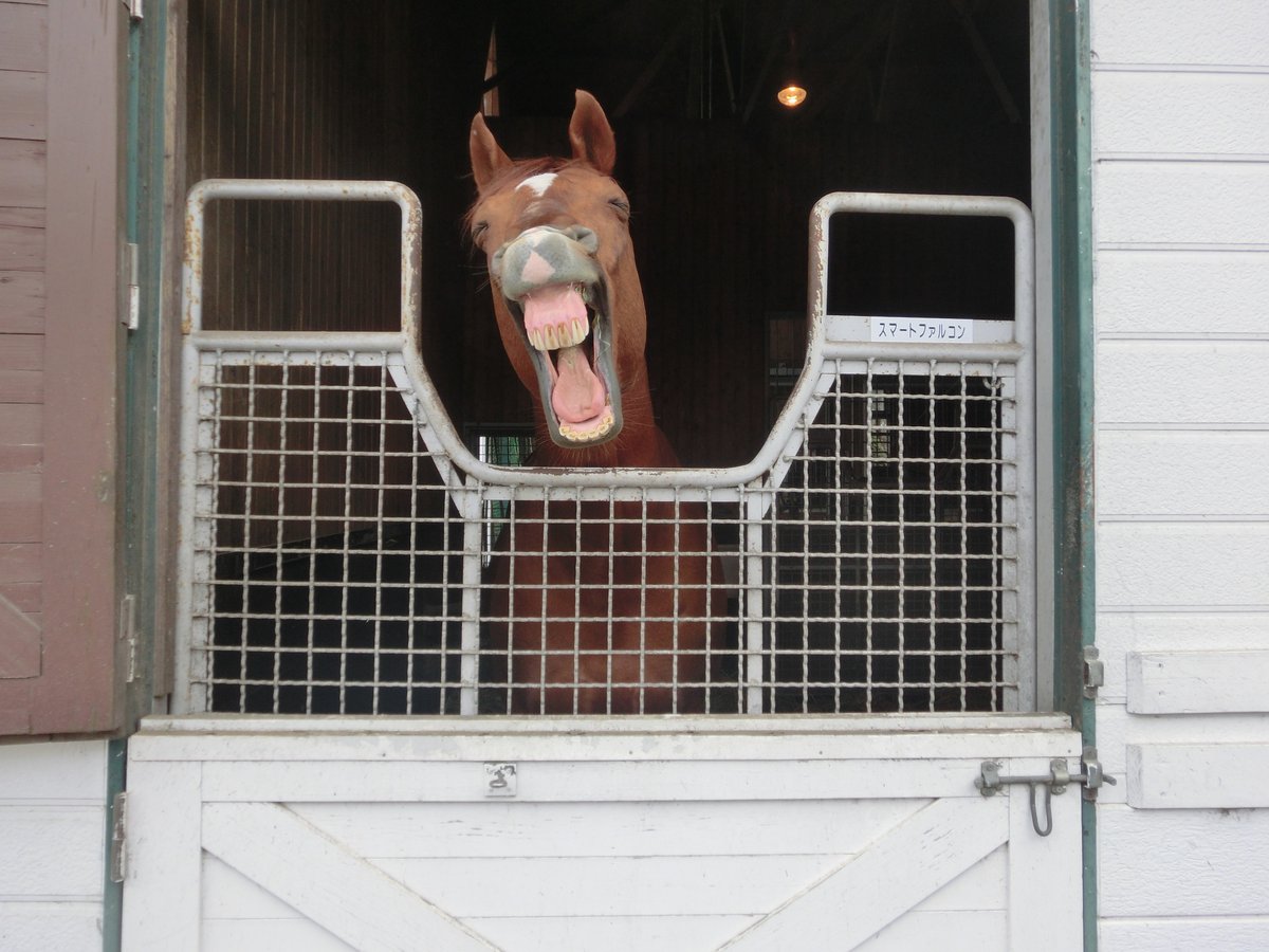   数年前に会った時にお茶目な顔を見せて出迎えてくれたので、個人的にはカワイイお馬さんという印象が強いなぁ