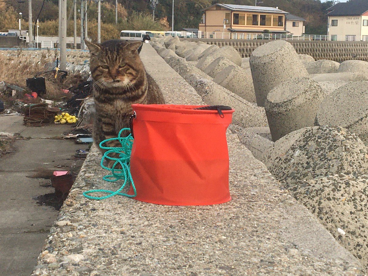 これはバケツに魚が居る事を知っていて、蓋を閉じられていることにバチ切れてる猫 