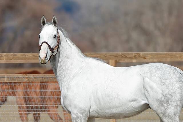 元のゴルシだって昔から｢黙ってりゃ美人｣って散々言われまくってきたからな 