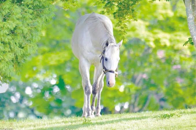 元のゴルシだって昔から「黙ってりゃ美人」って散々言われまくってきたからな