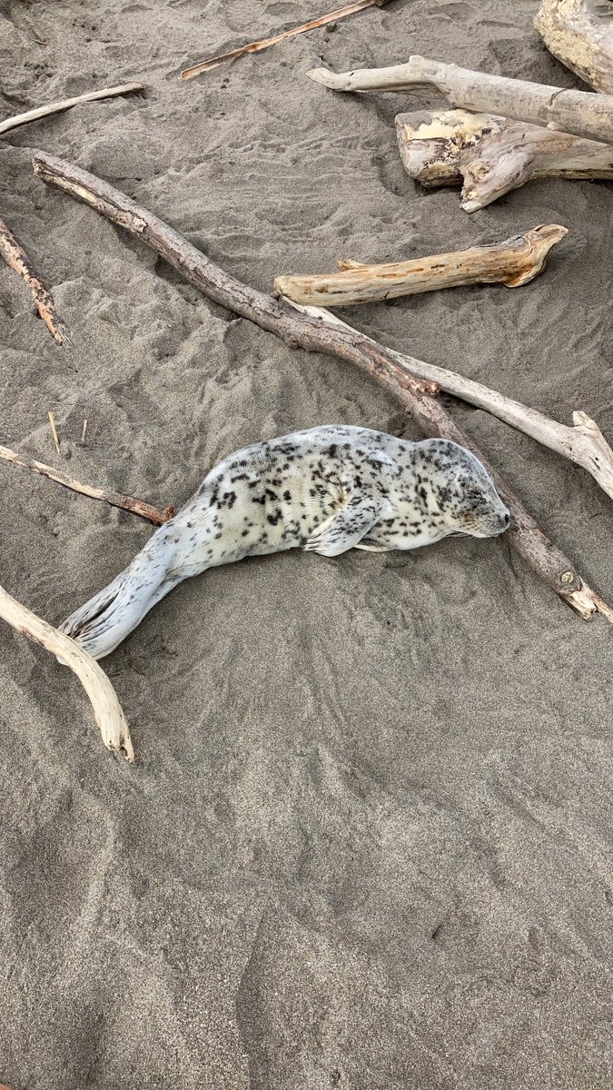 生きてるんだけど海には戻ろうとしないし カラスが狙ってるから見捨てるわけにもいかない