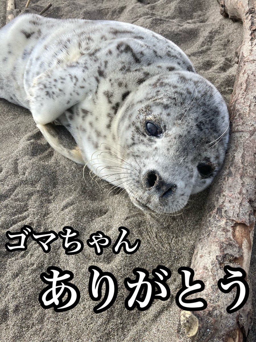 ご報告 水族館の獣医さんとお話しができました ゴマちゃんもすごく頑張りましたが 残念ながら… 苦しまずに息を引き取ったとの事 言葉が見つからない… 沢山の方に応援されて幸せだったと思います もう一度だけでいいから会いたかった… 僕はゴマちゃんに数えきれない ありがとうを頂きました