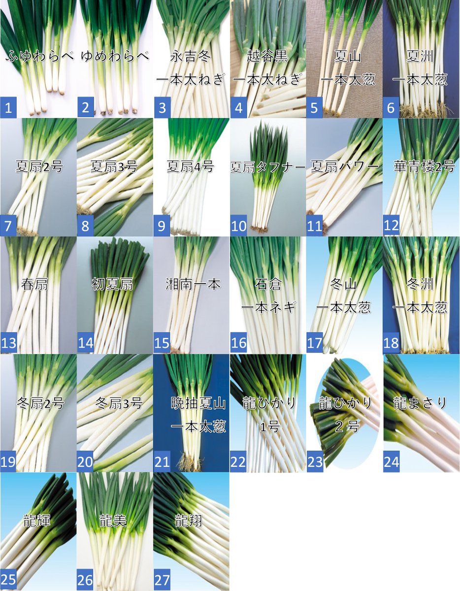 コンビニのタバコ番号のアレをネギに例えると 「ネギ