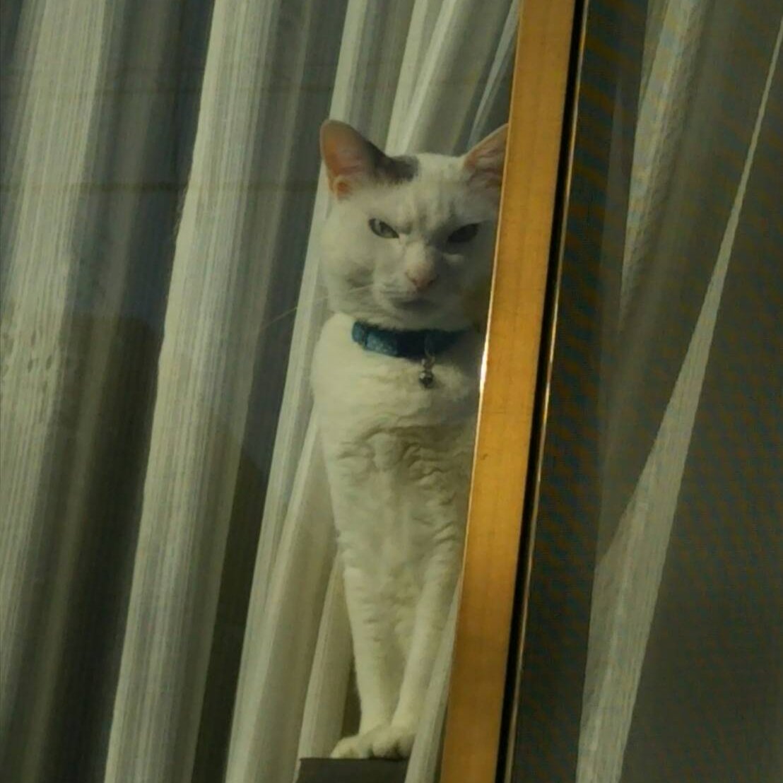 母の撮る猫の顔が暗殺者のソレ 