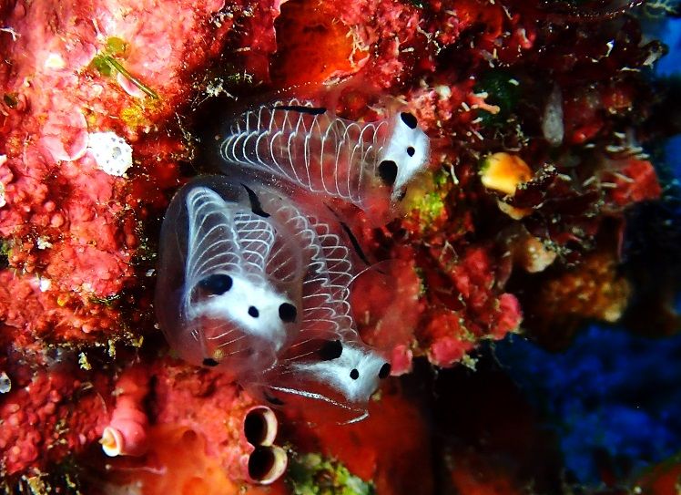 ホヤの赤ちゃんが話題だけど、 ガイコツパンダホヤも見て