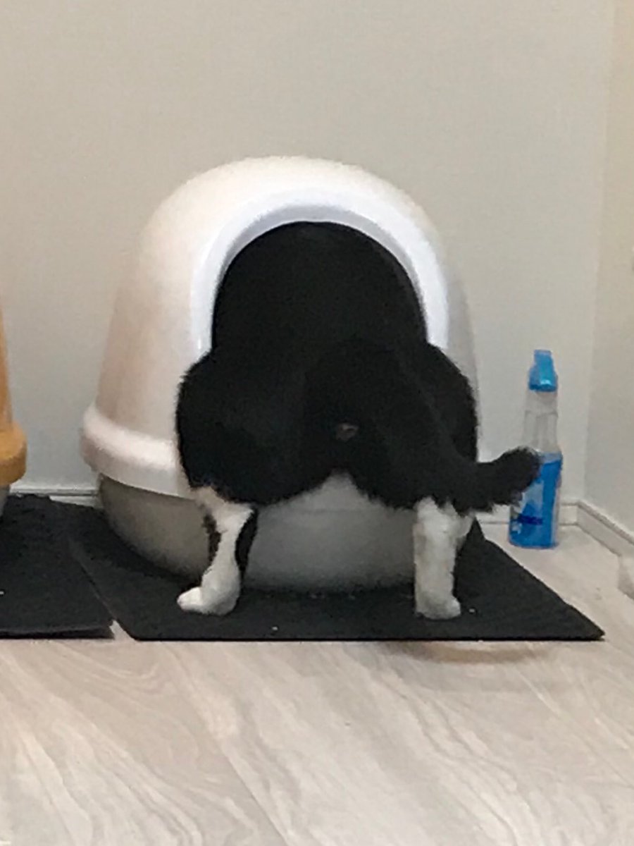 トイレに行ったと思ったらこの姿勢のまま止まってそのままウンチしたうちの猫見てくれ 