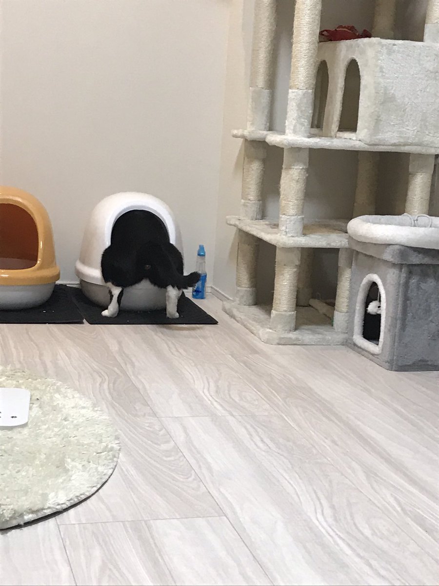 トイレに行ったと思ったらこの姿勢のまま止まってそのままウンチしたうちの猫見てくれ 