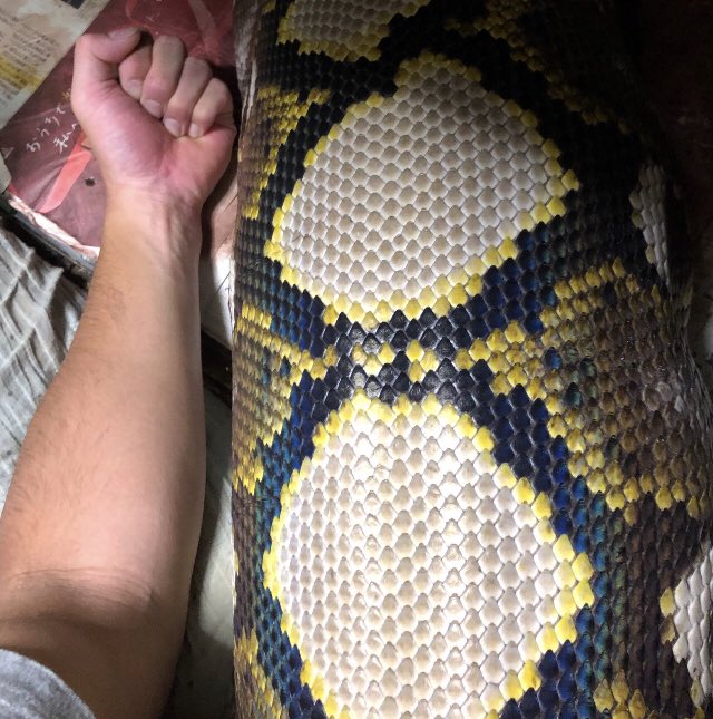 親指くらいの太さだったこの子がうちに来て10年  10年たとうが20年たとうがいつだって妥協しないぜ