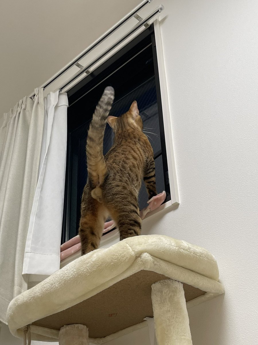 昨夜のセクシー差し上げます 