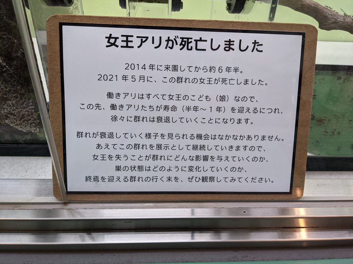 ずっと見たかったやつ 