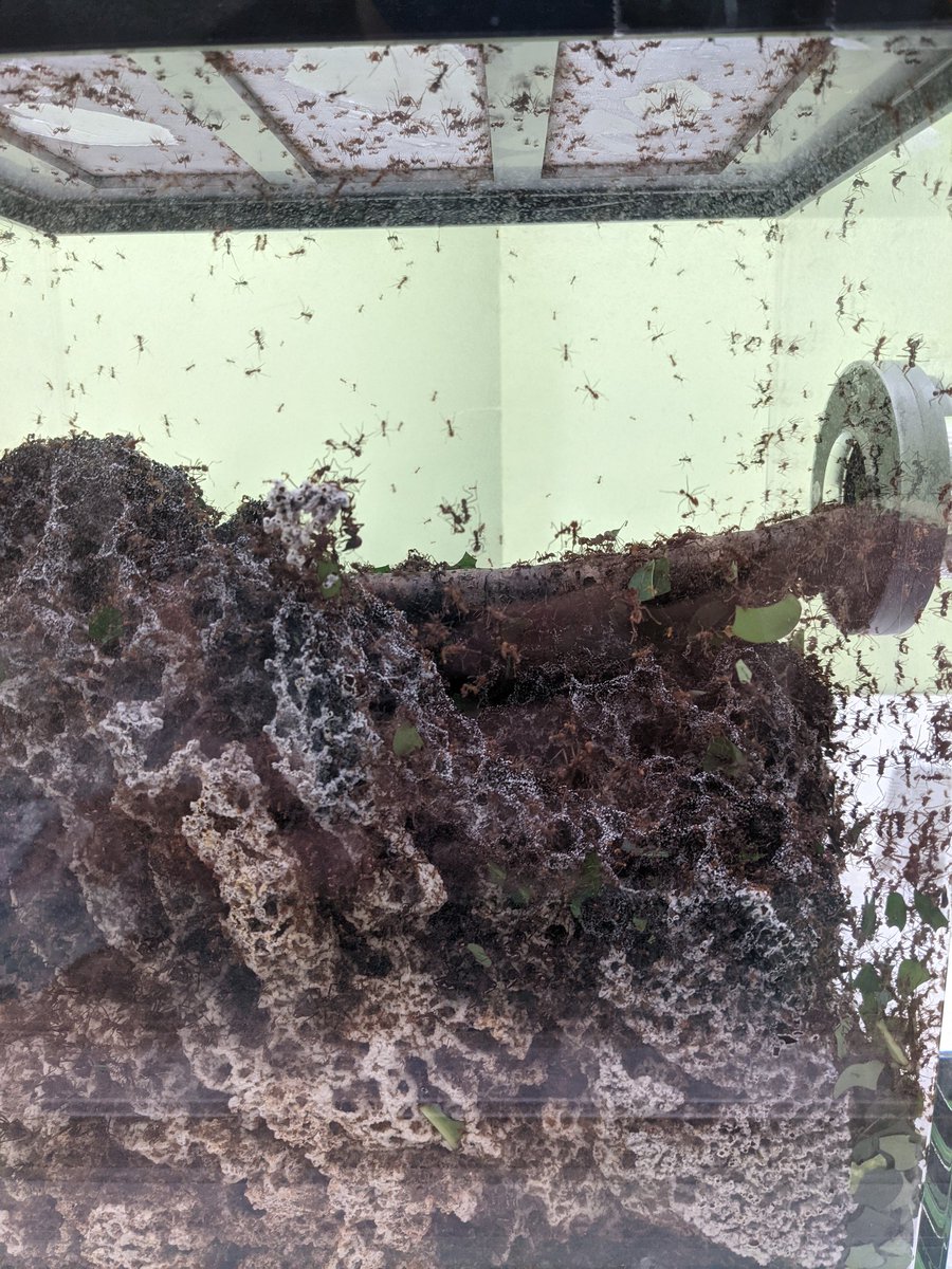 ずっと見たかったやつ 