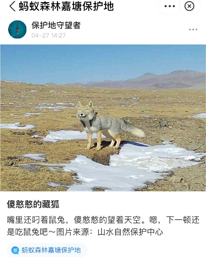 今Weiboでクッソバズってるチベスナの写真、新次元の顔してる 