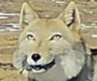 今Weiboでクッソバズってるチベスナの写真、新次元の顔してる