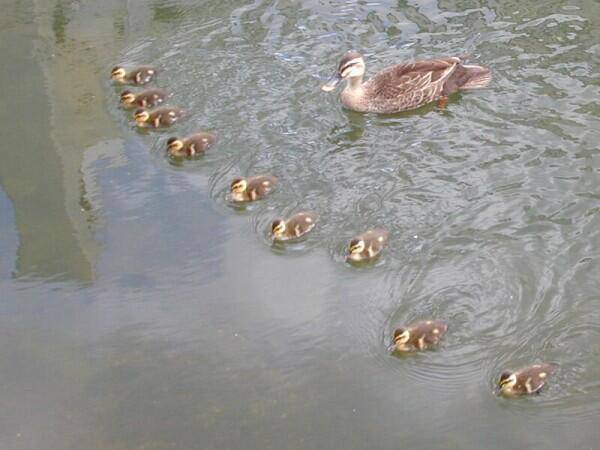鴨これ🦆  単横陣 単縦陣 輪形陣 