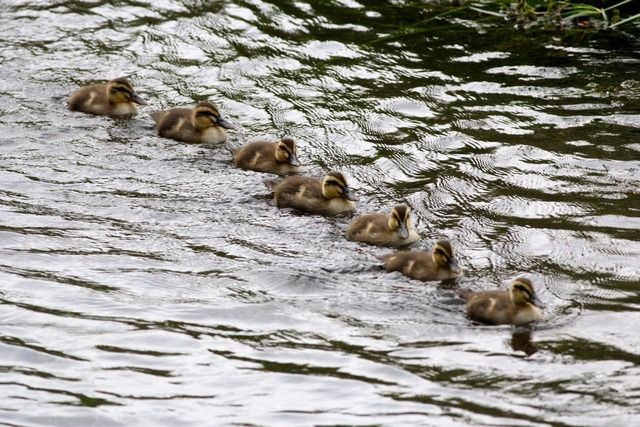 鴨これ🦆  単横陣 単縦陣 輪形陣 
