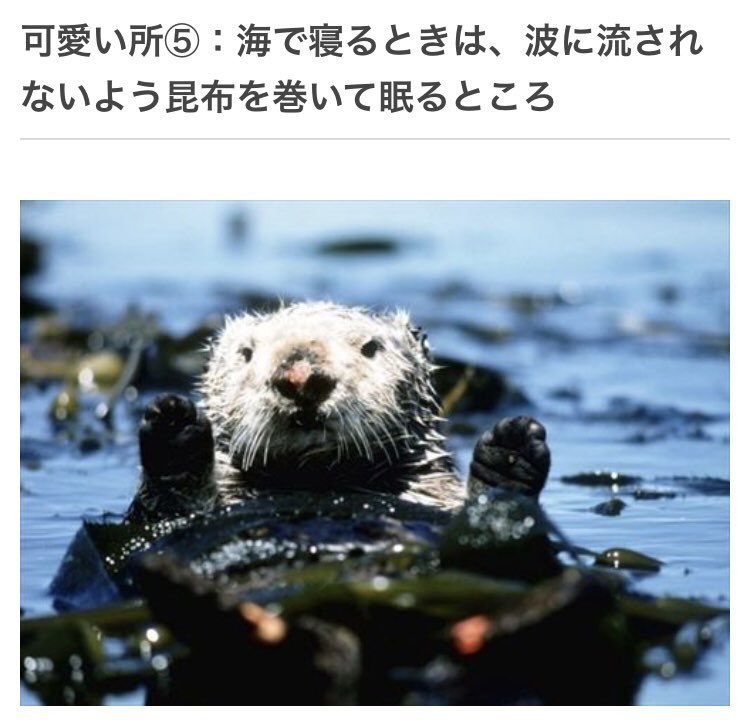 ラッコの可愛いところ4選 