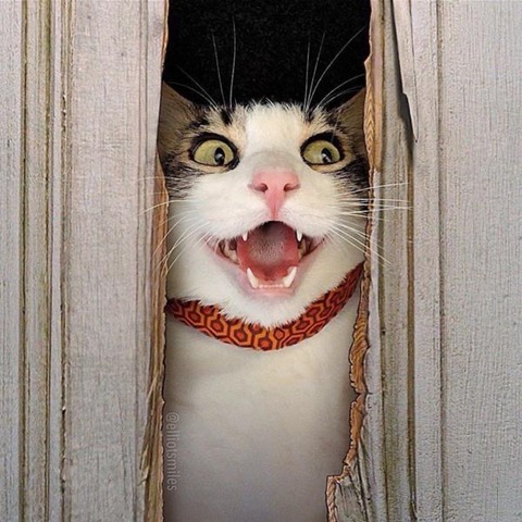 #好きな映画を挙げてTLを勘違い祭りにする 『シャイニング』 