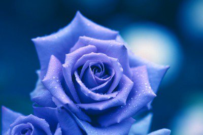 【青いバラ】  自然界に青いバラは存在せず、作製することは不可能と言われていましたが、パンジーの青色遺伝子を組み込むことで作製することが可能となりました