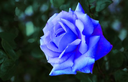 【青いバラ】  自然界に青いバラは存在せず、作製することは不可能と言われていましたが、パンジーの青色遺伝子を組み込むことで作製することが可能となりました