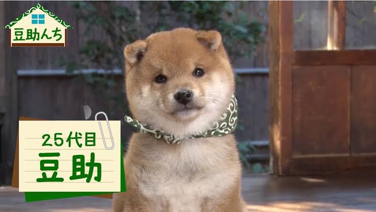 豆助が世襲しすぎていて急に怖くなってきた 