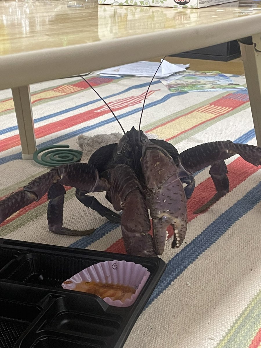 換気をしたまま出かけるだけで部屋にヤシガニがいる