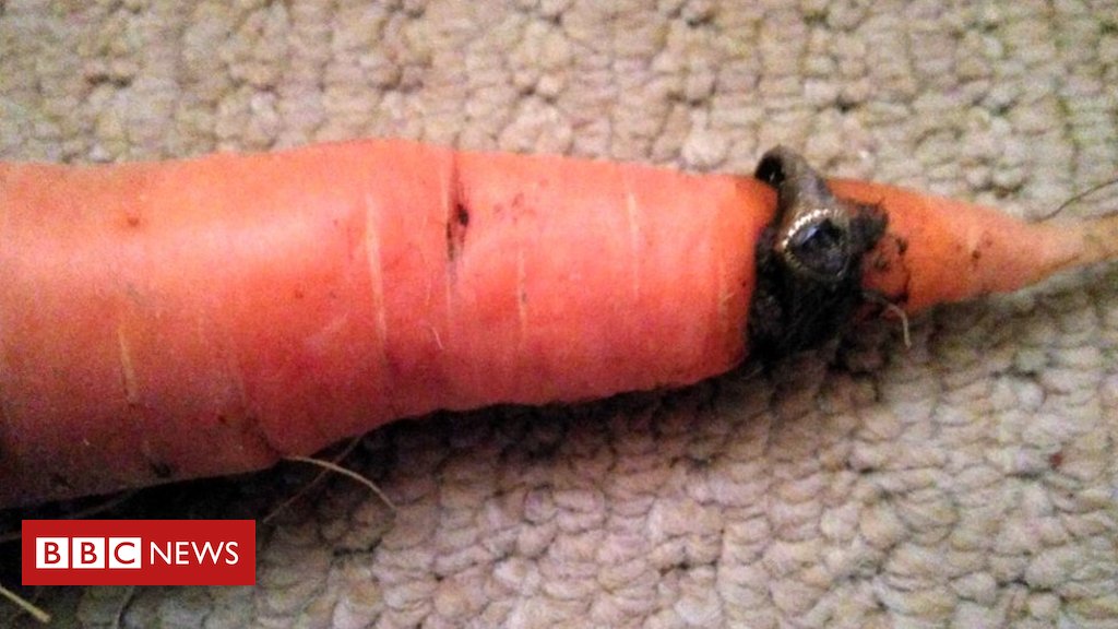  土の中を彷徨って人参に行き着くところが良いですね