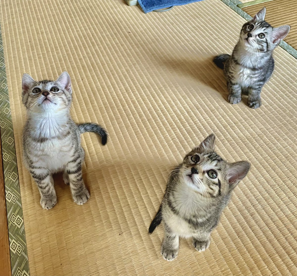 洗濯物干してて下みたら可愛いが爆発してた。。 