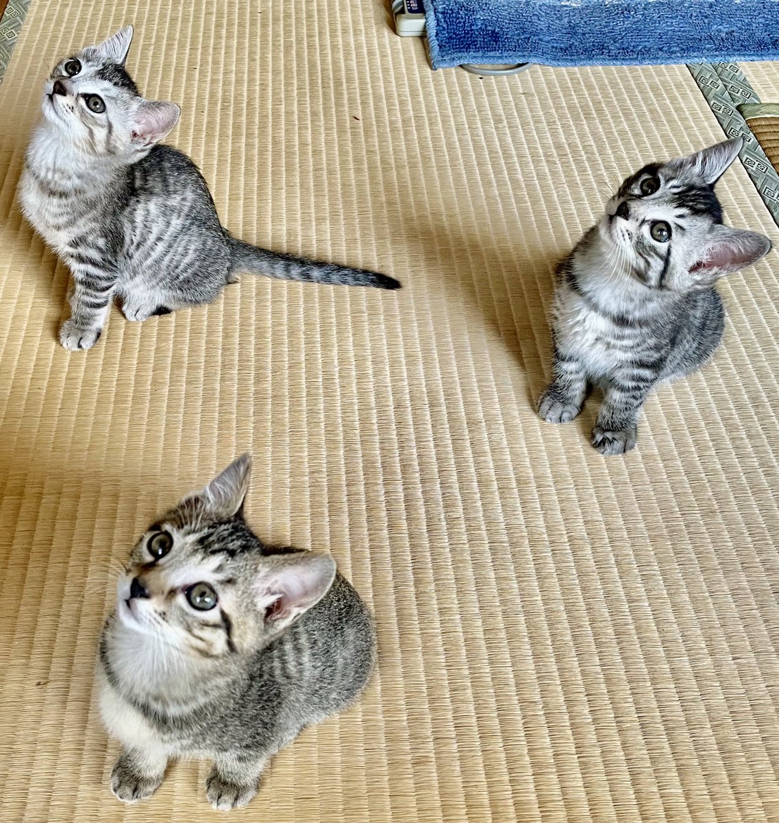 洗濯物干してて下みたら可愛いが爆発してた。。 