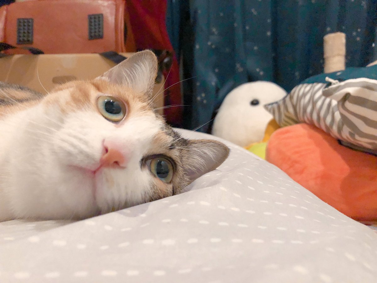 何も考えてない顔撮れて面白かったので載せましゅ 