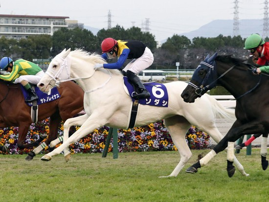 現在2歳(ジュニア級)無敗で今週の桜花賞本命で白い毛並みが美しいソダシ、今浪厩務員が元担当してた『大先輩のゴルシに似てきた』という情報だけであらゆる不安感をあおってきてよい