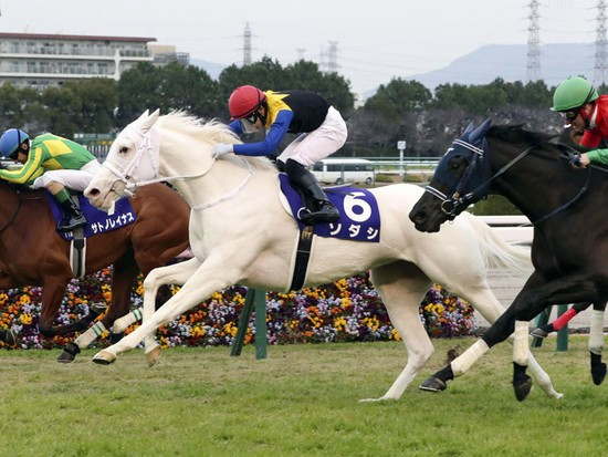 現在２歳(ジュニア級)無敗で今週の桜花賞本命で白い毛並みが美しいソダシ、今浪厩務員が元担当してた『大先輩のゴルシに似てきた』という情報だけであらゆる不安感をあおってきてよい