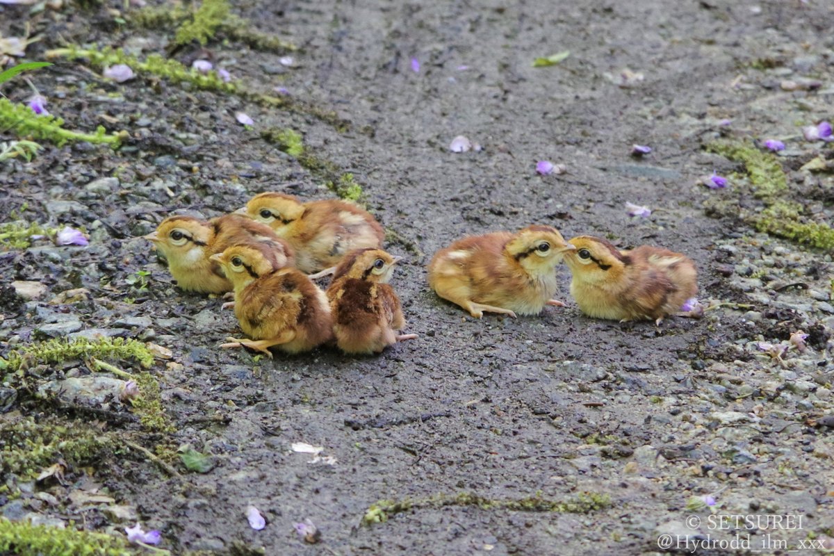 一か月前くらいに森の中で遭遇したヤマドリの🐣🐣🐣🐣🐣🐣 かわいすぎてバズる自信があったのに載せるの忘れてた 