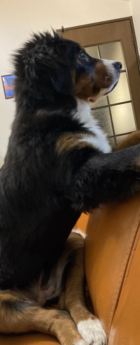 体重25キロくらいです バーニーズマウテンドッグ  仙台市若林区 