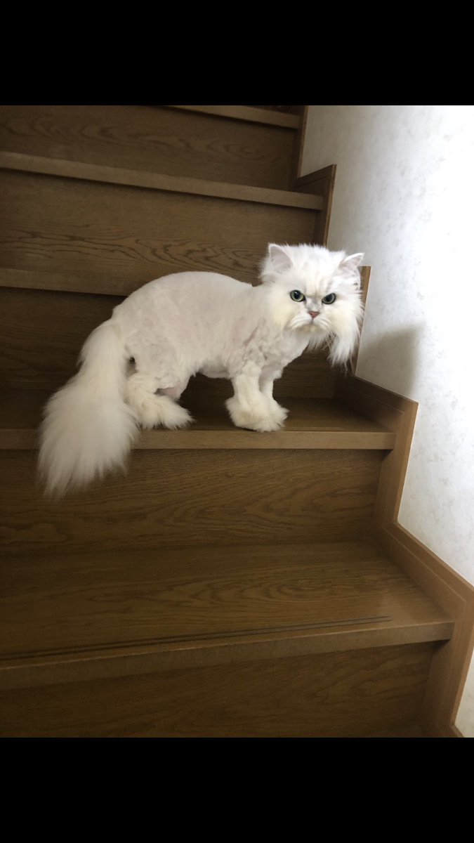 コロナやらなんやらで元気のないみなさん、暴れん坊過ぎてトリマーが途中で諦めたうちの猫見て元気出してください 
