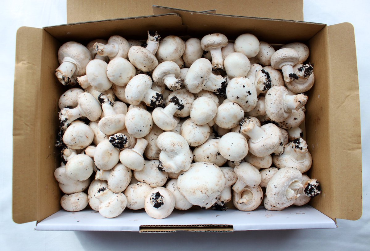   毎日数十キロ”不揃い”という理由で行き先がない品が出ているとのこと