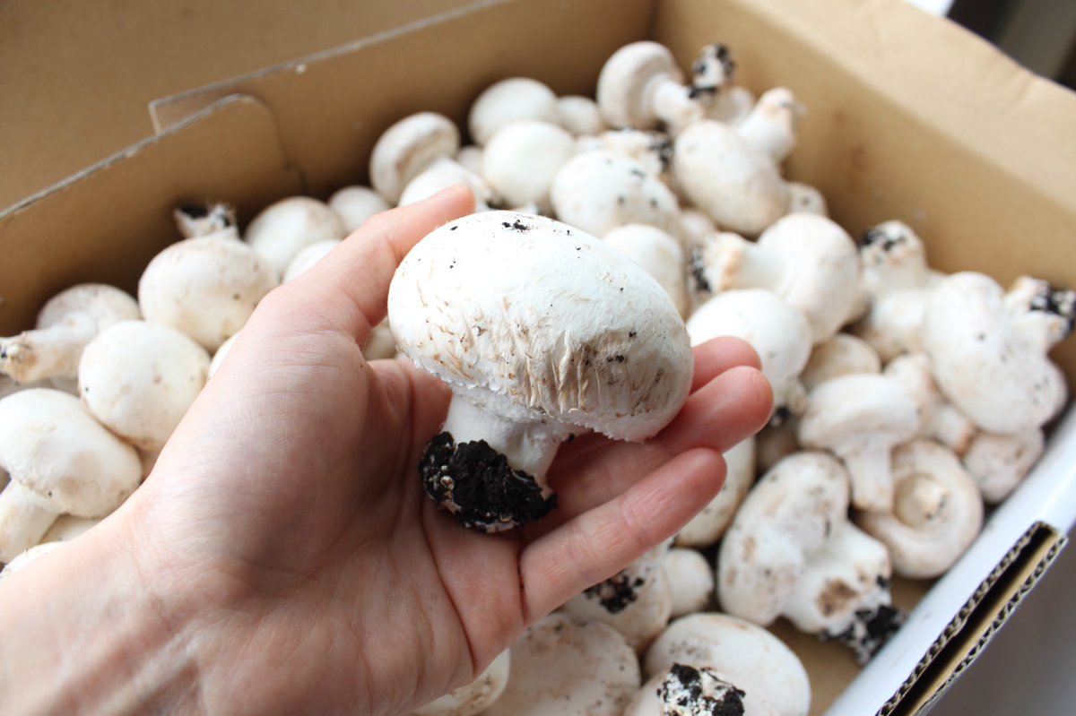   毎日数十キロ”不揃い”という理由で行き先がない品が出ているとのこと