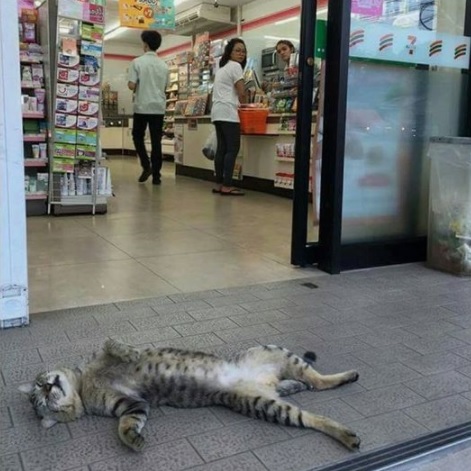 猫の行き倒れ😅 