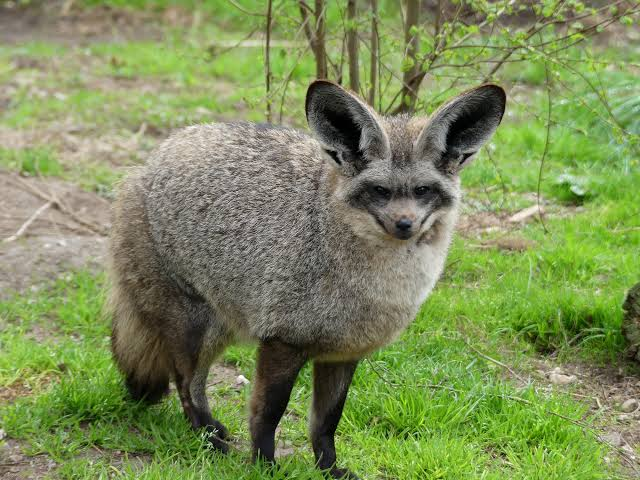 太ったオオミミギツネが「アライグマとフェネックが合体したやつ」って言われるのほんと笑う 