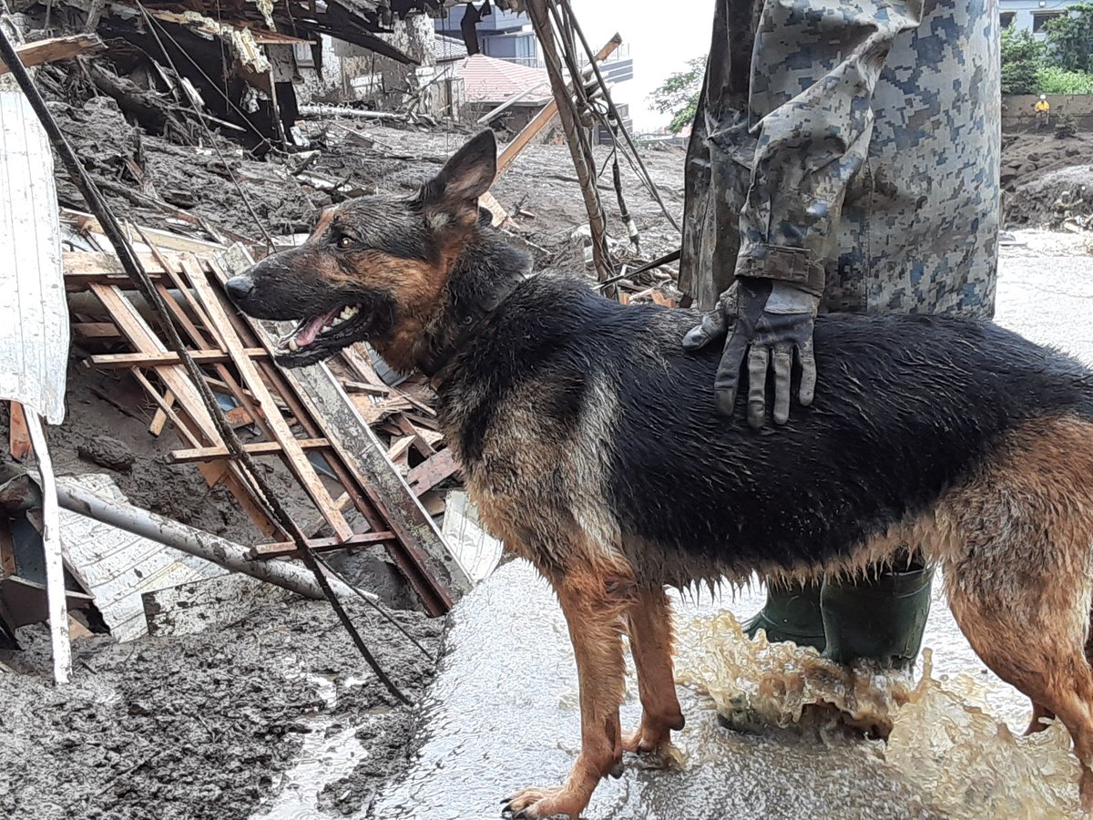 捜索と休憩を繰り返しています。 ＃災害救助犬 ＃浜松基地 