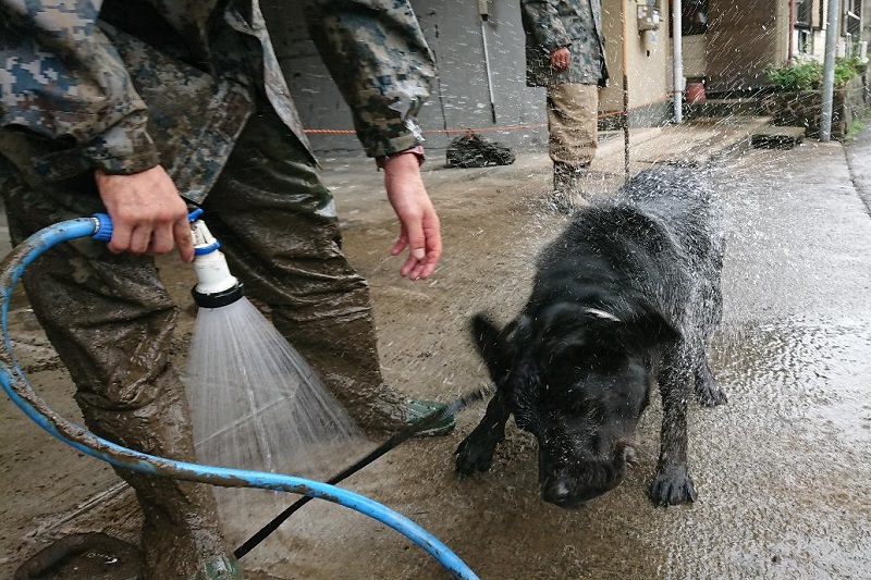 活動中の災害救助犬 捜索を終え、リフレッシュ中 #浜松基地  #災害派遣 