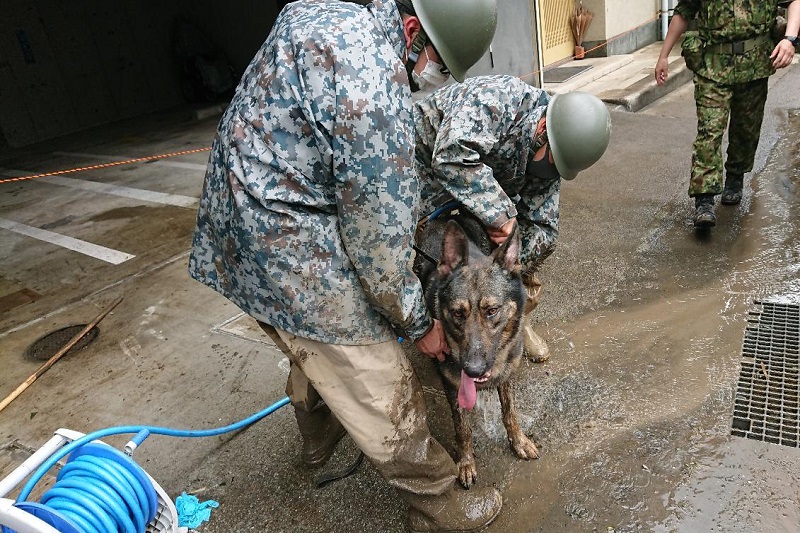活動中の災害救助犬 捜索を終え、リフレッシュ中 #浜松基地  #災害派遣 